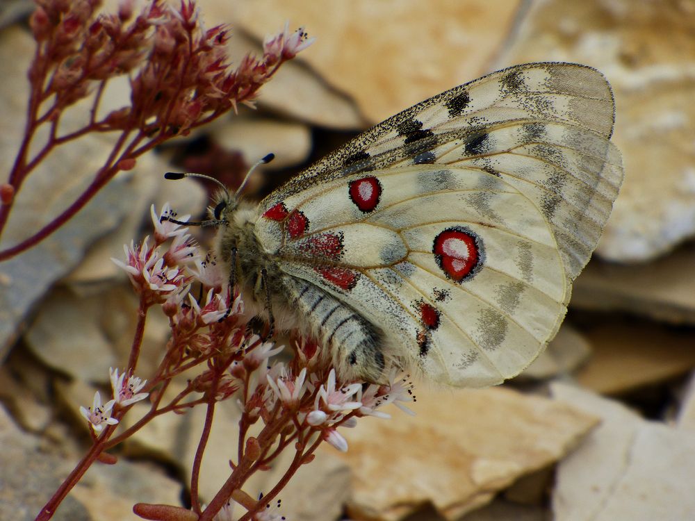 Apollofalter im Steinbruch