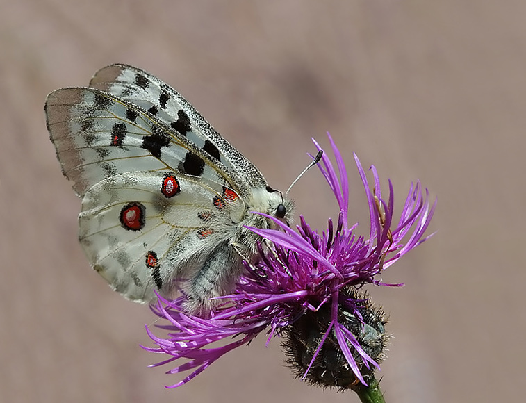 Apollofalter / Parnassius apollo