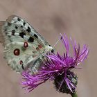 Apollofalter / Parnassius apollo