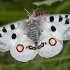 Apollofalter (Parnassius Apollo)