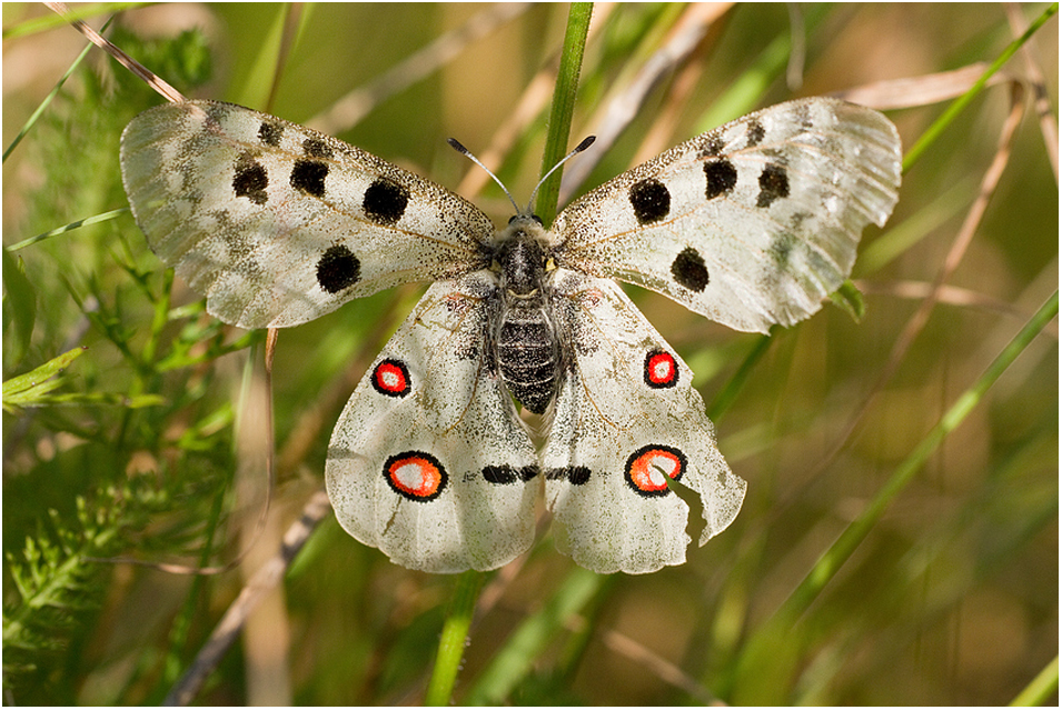 Apollofalter (Parnassius apollo) - 2 -