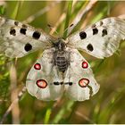 Apollofalter (Parnassius apollo) - 2 -