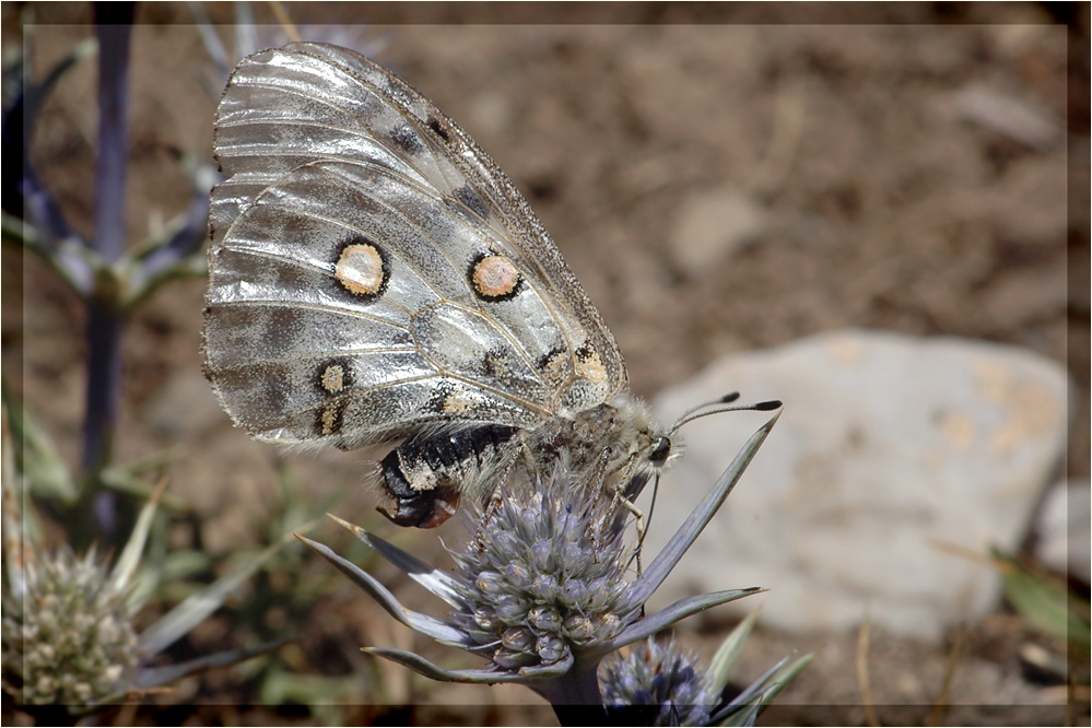 Apollofalter - Parnassius apollo