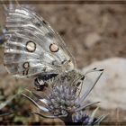 Apollofalter - Parnassius apollo