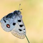 Apollofalter (Parnassius apollo)