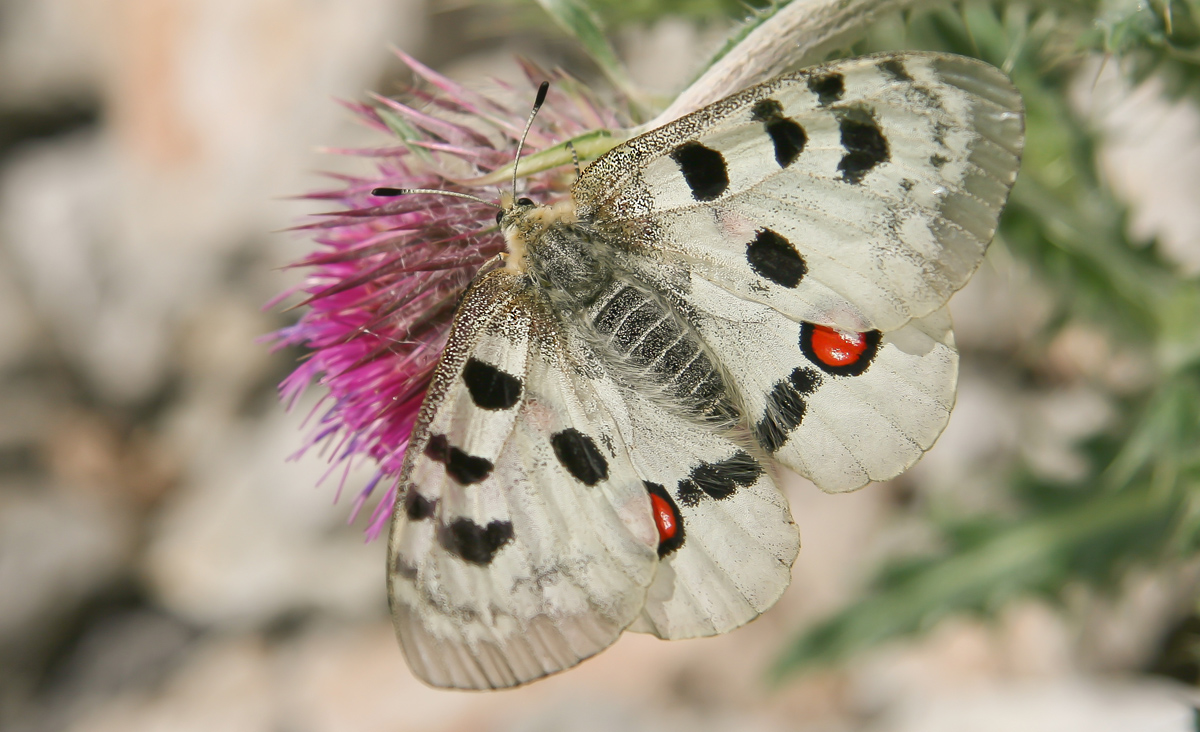 Apollofalter (Parnassius apollo)