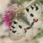 Apollofalter (Parnassius apollo)