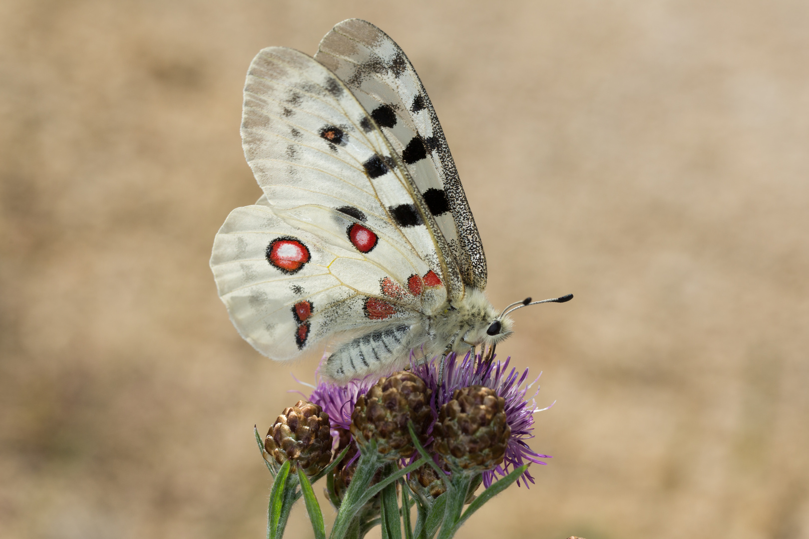 Apollofalter (Parnassius apollo)