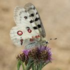 Apollofalter (Parnassius apollo)