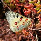 Apollofalter (Parnassius apollo)