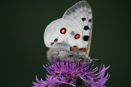 Apollofalter (Parnassius apollo)