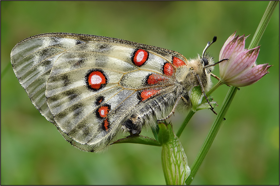 ~~ Apollofalter (Parnassius apollo) ~~