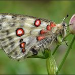 ~~ Apollofalter (Parnassius apollo) ~~