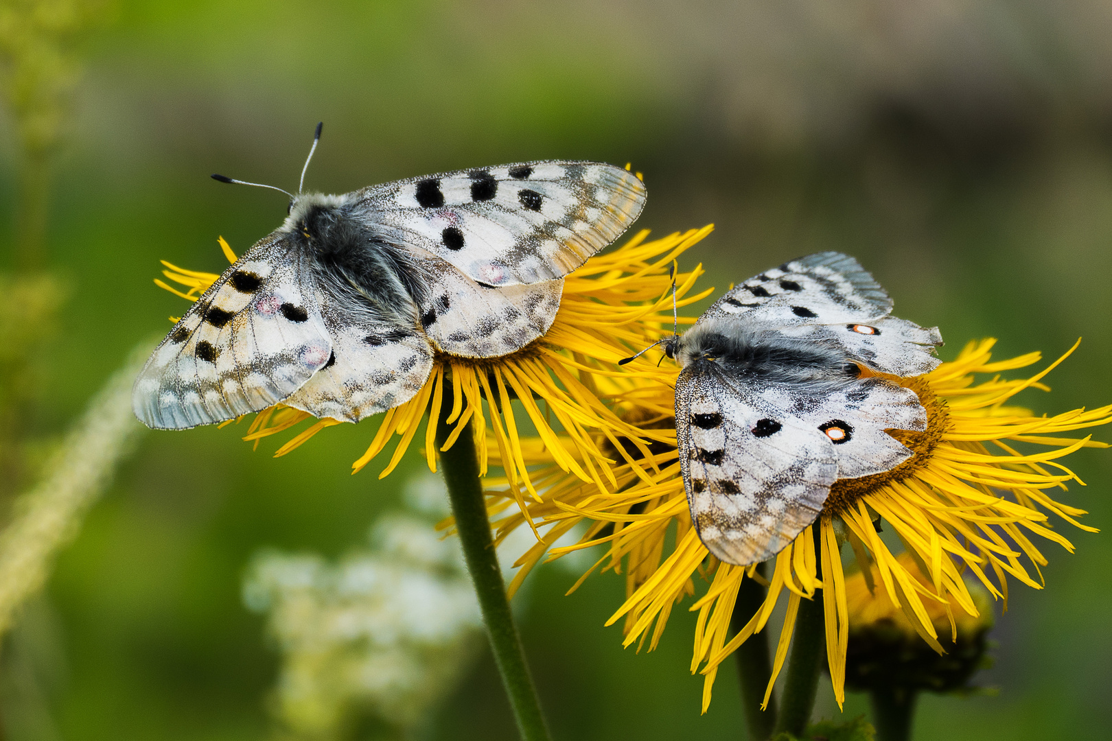 Apollofalter, Parnassius apollo