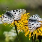 Apollofalter, Parnassius apollo