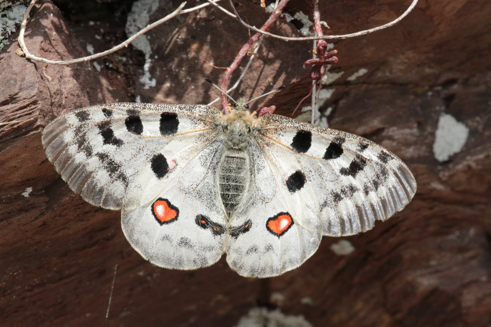 Apollofalter (Parnassius apollo)