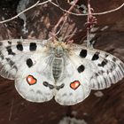 Apollofalter (Parnassius apollo)