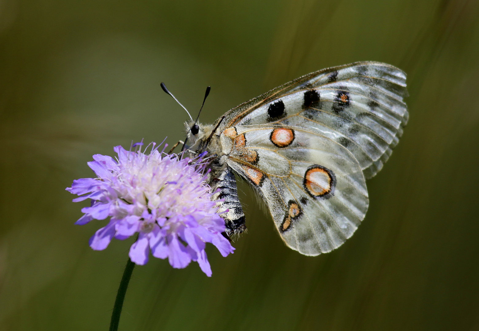 Apollofalter, Parnassius apollo