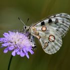 Apollofalter, Parnassius apollo