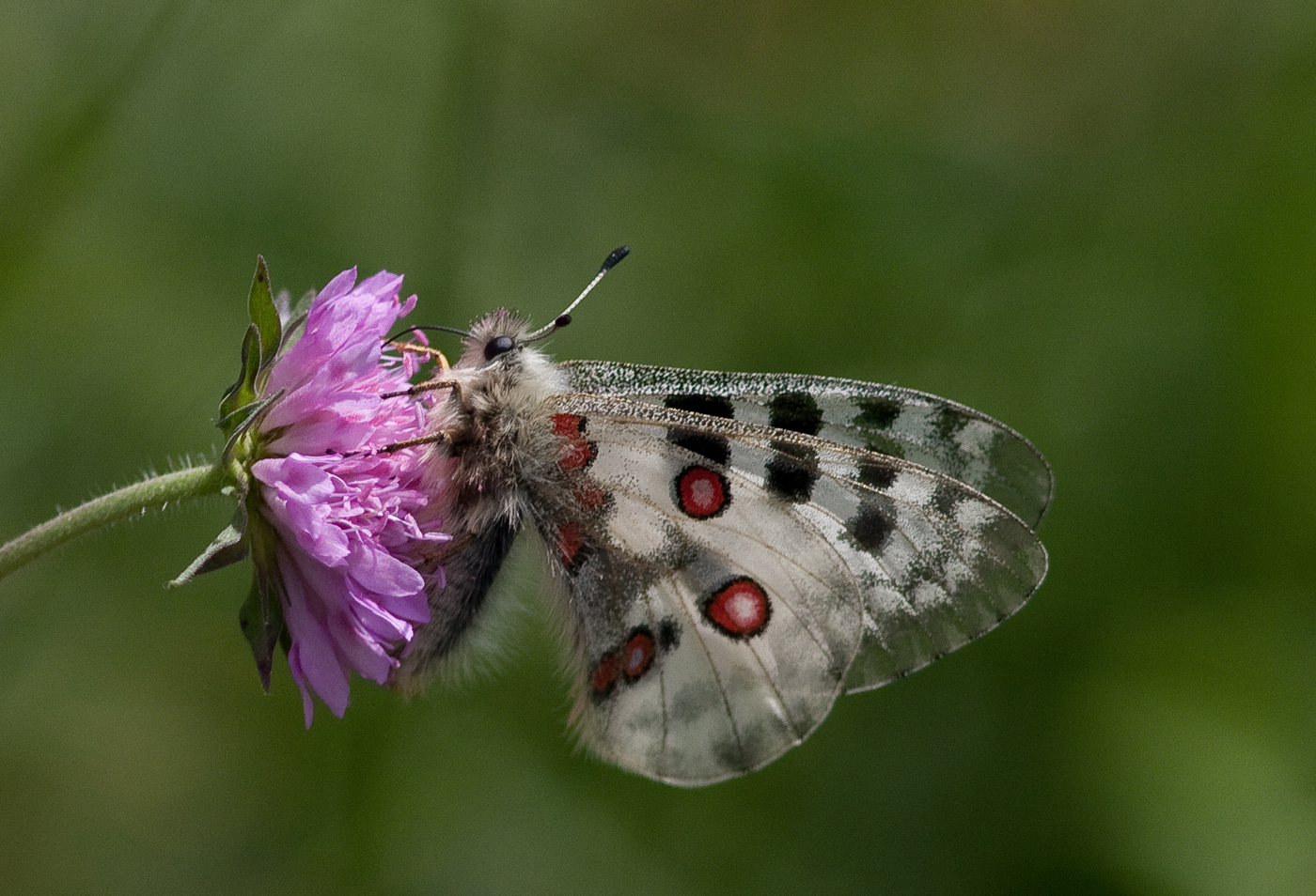 Apollofalter (Parnassius apollo)