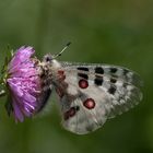 Apollofalter (Parnassius apollo)