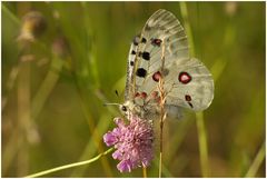 Apollofalter (Parnassius apollo)