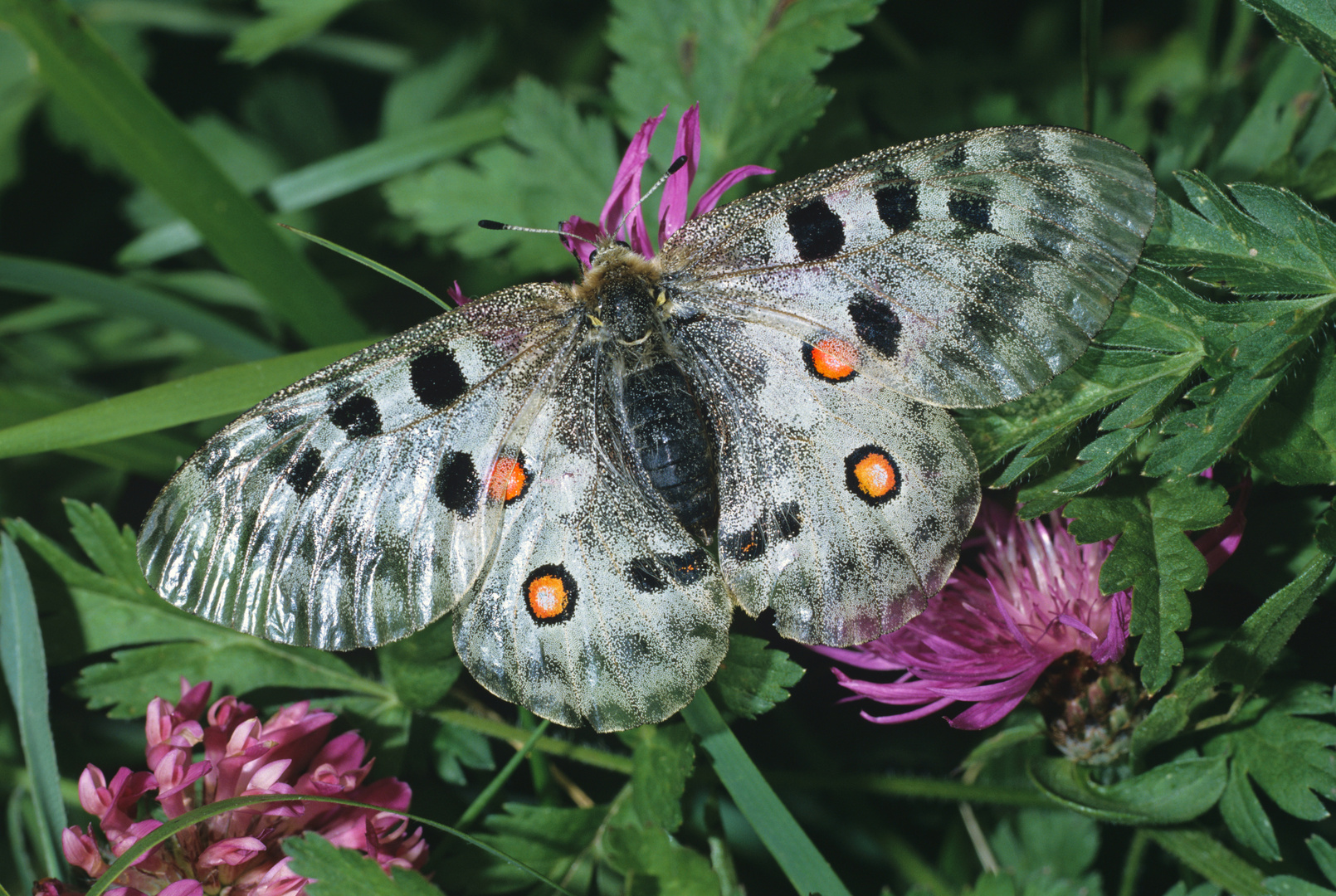 Apollofalter, Parnassius apollo valesiacus, Lötschental, Wallis, Schweiz    