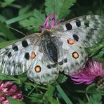 Apollofalter, Parnassius apollo valesiacus, Lötschental, Wallis, Schweiz    