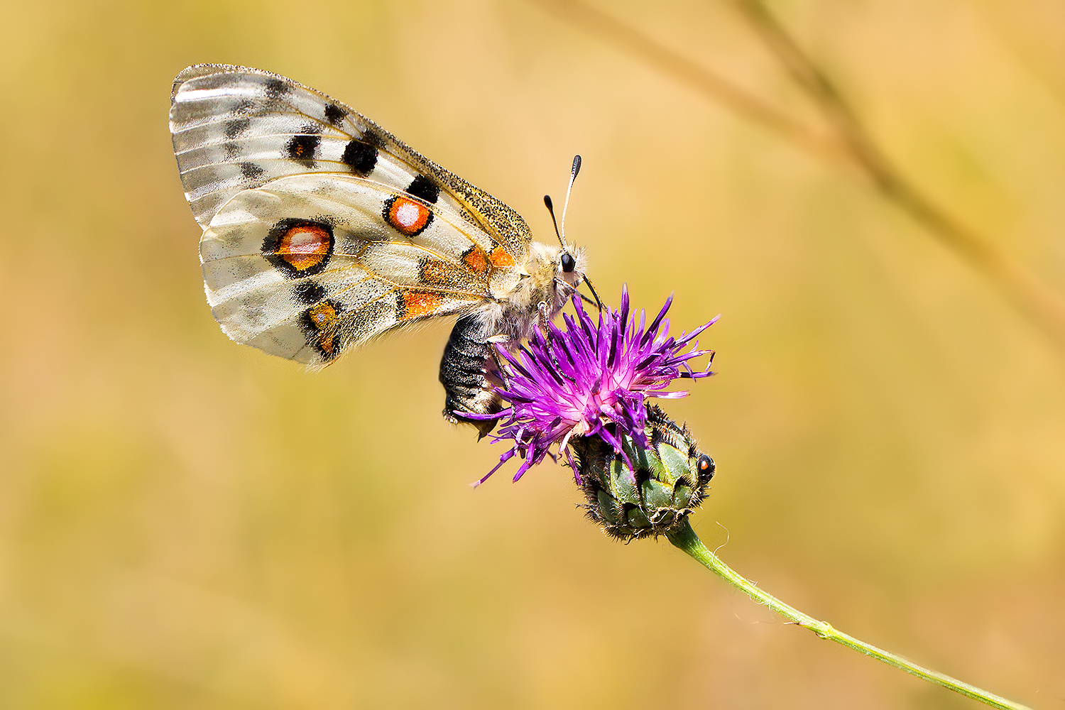 Apollofalter Weibchen (mit Sphragis)