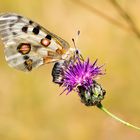 Apollofalter Weibchen (mit Sphragis)