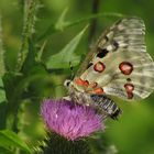 Apollofalter, weibl., Moselapollo, Parnassius apollo vinningensis 