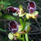 Apollona-Ragwurz (Ophrys omegaifera ssp. apollonae)