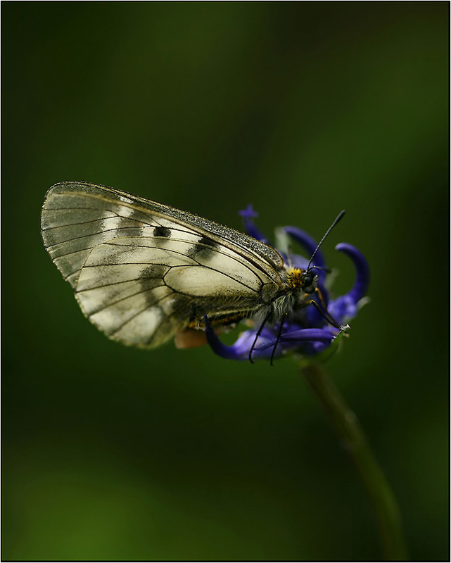 Apolo schwarzer (Parnasius mnemosyne )