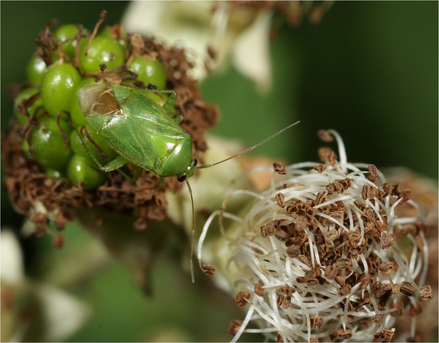 Apolygus spinolae auf unreifer Brombeere