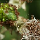 Apolygus spinolae auf unreifer Brombeere