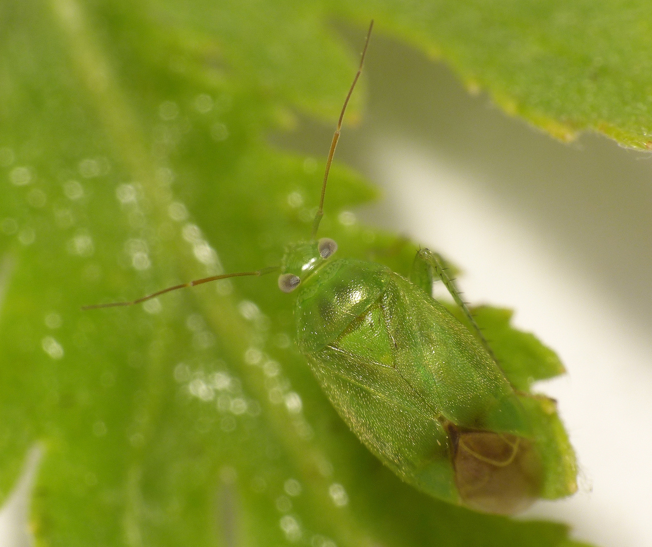 Apolygus spinolae - Wieder eine neue Weichwanze