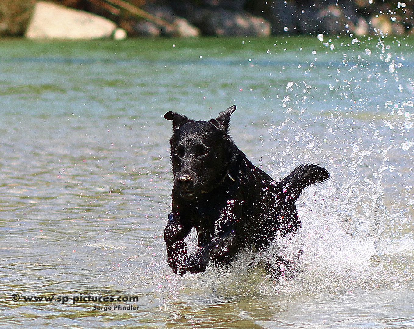 Aponi, ein Labie im Wasser