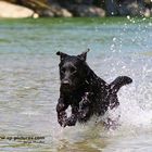 Aponi, ein Labie im Wasser