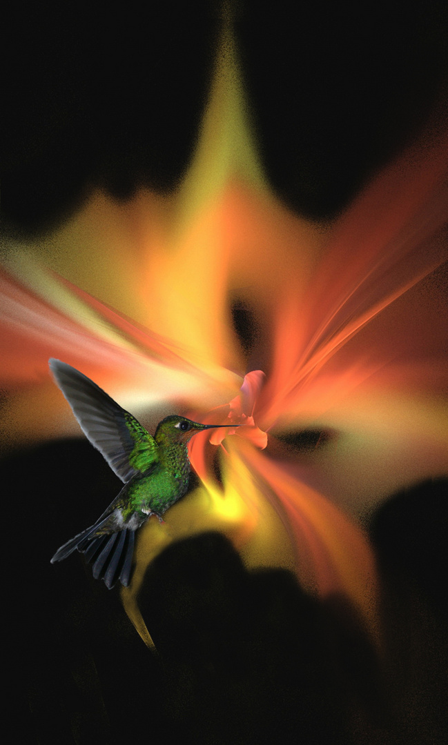 Apophysis-Kolibri