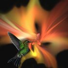 Apophysis-Kolibri