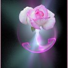 Apophysis mit Rose