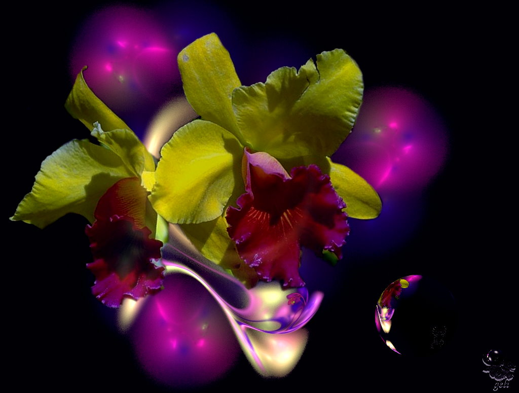 Apophysis und eine Orchidee