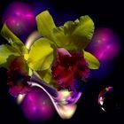 Apophysis und eine Orchidee