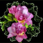 Apophysis und Freesien rosa