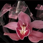 Apophysis und Orchidee