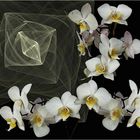 Apophysisblüten - Orchideen