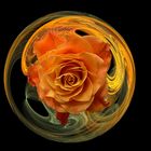 Apophysisblüten - Rose 2