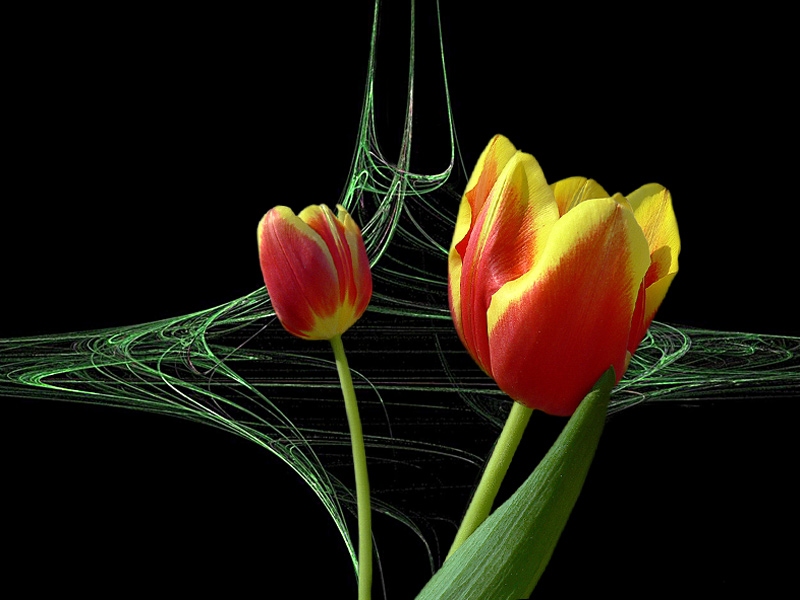 Apophysisblüten - Tulpen