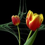 Apophysisblüten - Tulpen