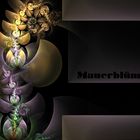 Apophysisches Mauerblümchen II